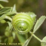 Medicago scutellata Frugt