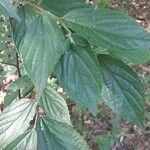 Celtis africana Leaf