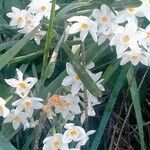 Narcissus papyraceus പുഷ്പം