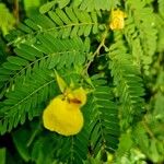 Chamaecrista fasciculata Fleur