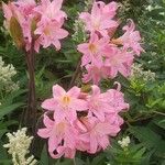 Amaryllis belladonna फूल