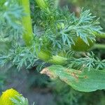 Matricaria discoidea Leaf