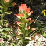 Castilleja nervata Habit