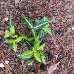 Chimaphila maculata Hoja