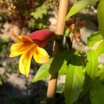 Bignonia capreolata Virág
