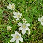 Ornithogalum divergens Flor