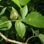 Solanum wendlandii पत्ता