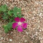 Callirhoe digitata Flower