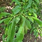 Viburnum sieboldii Levél