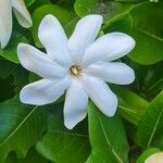 Gardenia urvillei Blomma