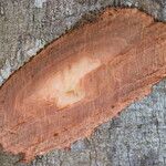 Tessmannia anomala Corteza