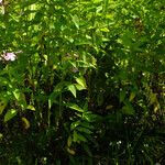 Phlox paniculata Foglia