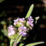 Valerianella eriocarpa 花