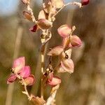 Atriplex micrantha ഫലം