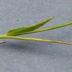 Linum grandiflorum Bark