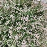 Salix integra Leaf