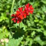 Silene chalcedonica Цвят