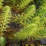 Myriophyllum aquaticum 叶