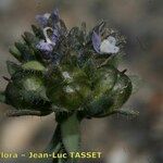 Linaria micrantha Other