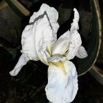 Iris albicans Virág