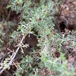 Artemisia herba-alba برگ