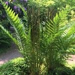 Osmundastrum cinnamomeum Habit