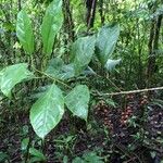 Alchornea latifolia Fruit