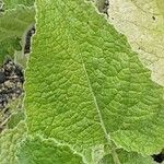 Salvia verticillata Blatt