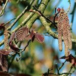 Corylus maxima Foglia