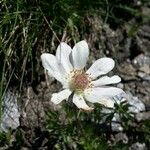 Anemone baldensis Blüte