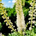 Actaea racemosa Blüte