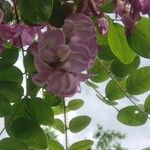 Robinia hispida പുഷ്പം