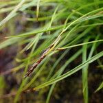 Carex esenbeckii 整株植物