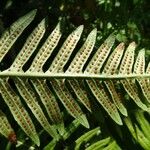 Polypodium interjectum ഇല