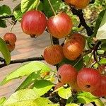 Malus prunifolia Плод