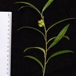 Sarcococca saligna Other