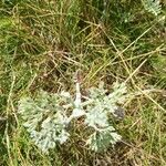 Artemisia maritima Leaf