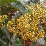 Harungana madagascariensis Fruto
