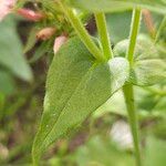 Phlox drummondii Leaf