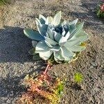 Dudleya pulverulenta Leaf