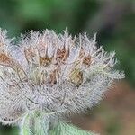 Clinopodium vulgarePlod