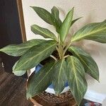 Aglaonema commutatum Ліст