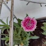 Dianthus barbatusЦветок