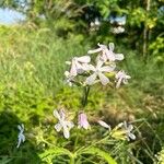 Saponaria officinalisKvět