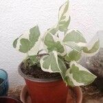 Peperomia serpens Leaf