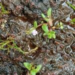 Bonnaya ciliata Habit