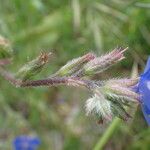 Anchusa azurea Цветок
