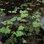 Pistia stratiotes Lehti