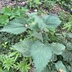 Girardinia diversifolia Blatt