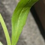 Valeriana locusta Leaf